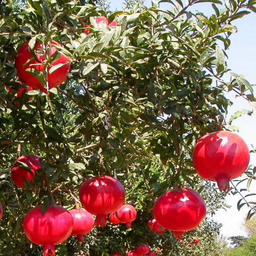 Grenadier à Fruits - Punica