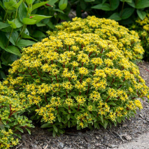Sedum