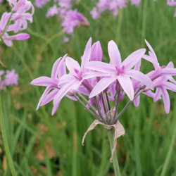 Tulbaghia
