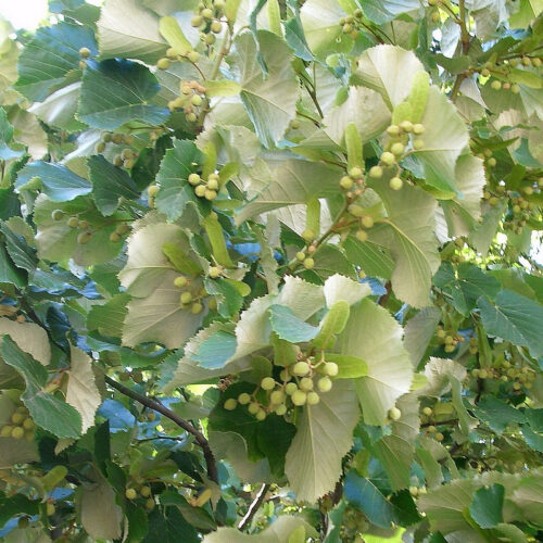 Tilia - Tilleul