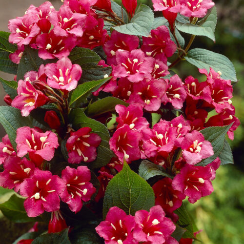 Weigela