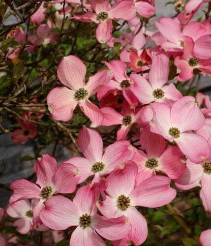 Cornus de greffe