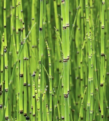 Equisetum