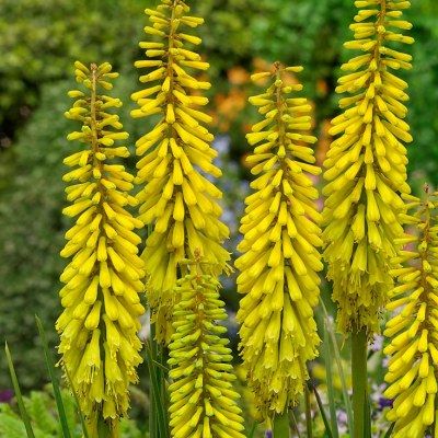 Kniphofia