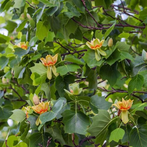 Liriodendron - Tulipier de Virginie