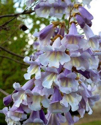 Paulownia