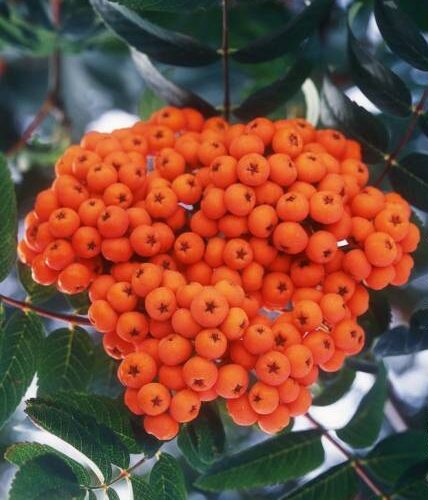 Sorbus - Sorbier des oiseleurs