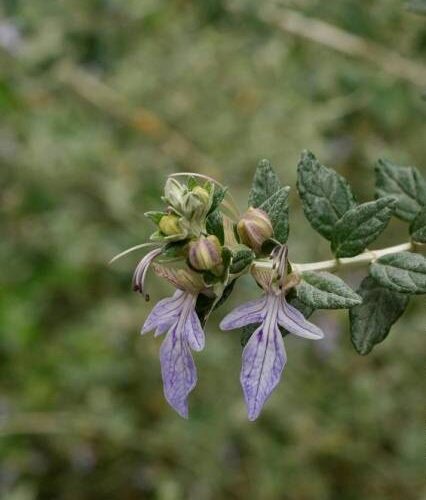 Teucrium
