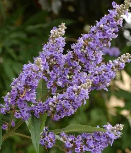 Vitex