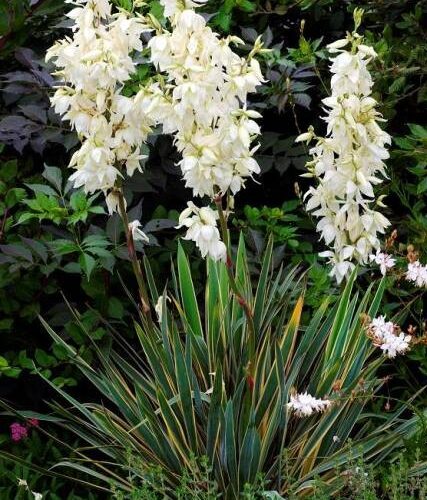 Yucca