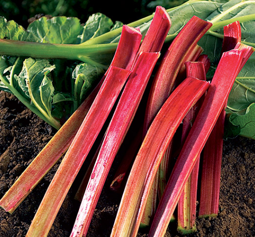 Rhubarbe - Rheum